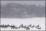 Barnacle Gees (Vitkindade) in heavy snowfall - Ventlinge