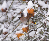 Bohemian Waxing (Sidensvans) and Christmas apples - Rockneby