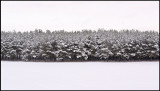 Young pine forest in snow at Rockneby - Kalmar