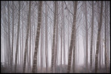 Fog near Montsonis - Spain