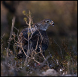 Female Bonelli`s Eagle feeding on the ground (Hona hkrn) 