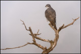 Adult Goshawk (Adult Duvhk)