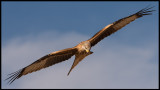 Red Kite (Glada)