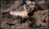 Fighting Griffon Vultures (Gsgamar)