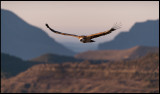 Early bird Griffon Vulture flying at dawn (Gsgam)