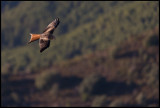 Red Kite (Glada)