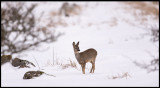 Lots of snow in Ottenby 2 days ago - Deer