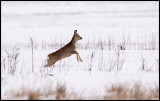 Lots of snow in Ottenby 2 days ago - Deer (Rådjur)