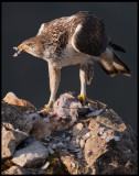 Male Bonelli`s Eagle (Hkrn hane)