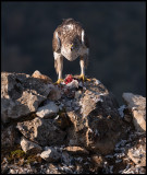 Male Bonelli`s Eagle with full crop (Hökörn hane med full kräva)