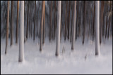 Frozen forest at the arctic circle - Sweden