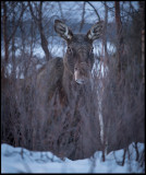 Moose - Nikkaluokta Lapland