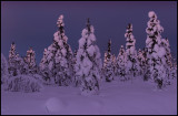 Dusk colors in a forest near Skaulo - Lapland
