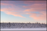 Winter forest near Svappavaara - Lapland