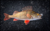 European Perch (Abborre) on the ice at Växjösjön Kronoberg