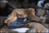 Makak jumping over the stream