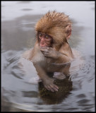 Baby Makak taking a bath