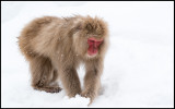 Looking for food in the snow