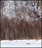 Red Fox at Akan cranefeeding