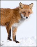 Red Fox - Abashiri