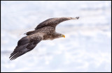 Adult White-tailed Sea Eagle (Havsörn)