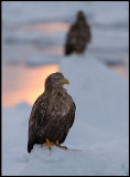 Adult White-tailed Sea Eagle (Havsrn) at dawn