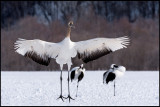 Young crane display