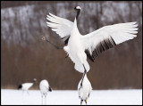 Dancing Snow Cranes