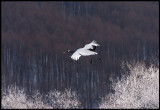 Flying in a frosty morning