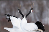 Dancing Snow Cranes