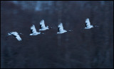 Cranes leaving the area late evening