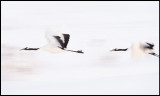 Cranes leaving the area late evening