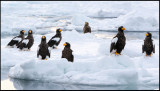 A flock of Steller`s Eagles (and one White-tailed) waiting in the pack-ice