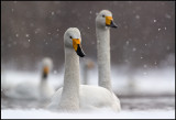 Whooper Swans (Sångsvanar)