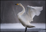 Whooper Swan (Sångsvan)