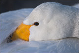 Whooper Swan (Sångsvan) resting
