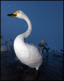 Whooper Swans (Sngsvanar)