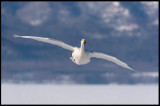 Whooper Swan (Sångsvan) flying in