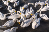 Whooper Swans (Sångsvanar)