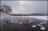 Whooper Swans (Sångsvanar) in Lake Kussharo