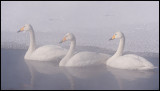 Whooper Swans (Sångsvanar)