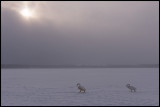 Whooper Swans (Sångsvanar) walking towards open water