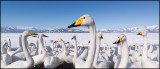 Whooper Swans (Sångsvanar) panorama