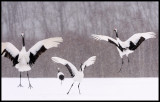 Cranes display in snow