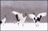 Cranes display in snow