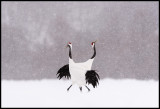 Cranes display in snow