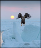 Whit-tailed Sea Eagle at dawn