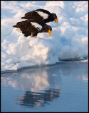 Steller`s Eagles in pack ice