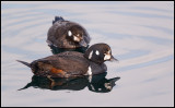 Harlequin Ducks (Strömänder) in Rausu harbour