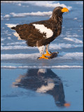 Steller`s Eagle